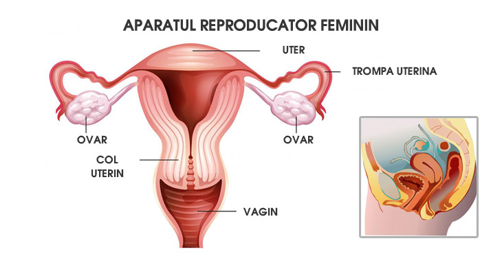 aparat reproducator ciclu menstrual