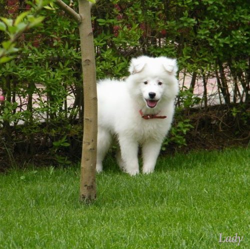 Samoyed - un caine care percepe emotiile