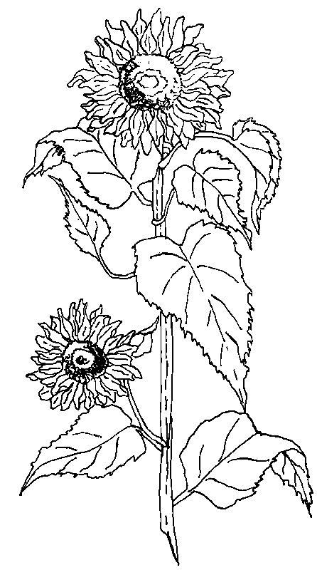 Crizanteme salbatice