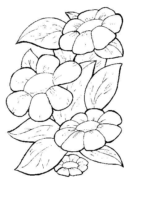 Crizanteme de vara