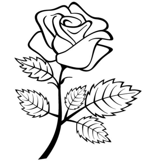 Trandafir subtire - Plansa de colorat