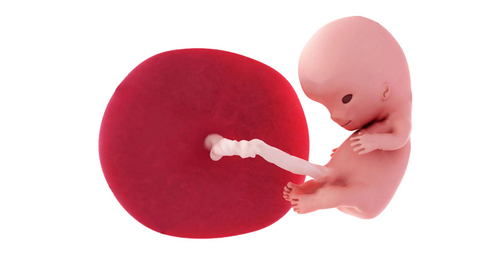 Dezvoltare fetus in saptamana 10 de sarcina