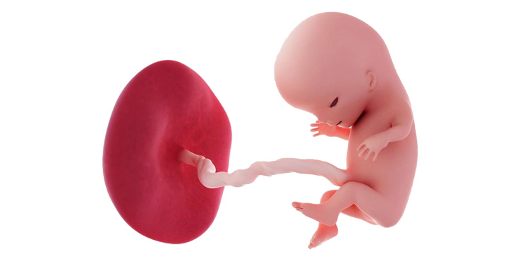 Dezvoltare fetus saptamana 11 de sarcina