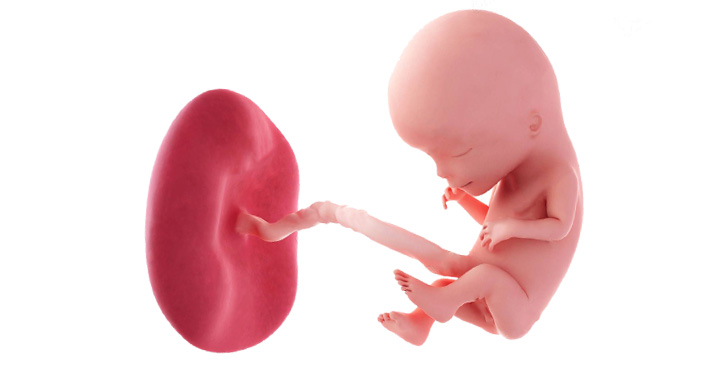 evolutie fetus saptamana 12 sarcina
