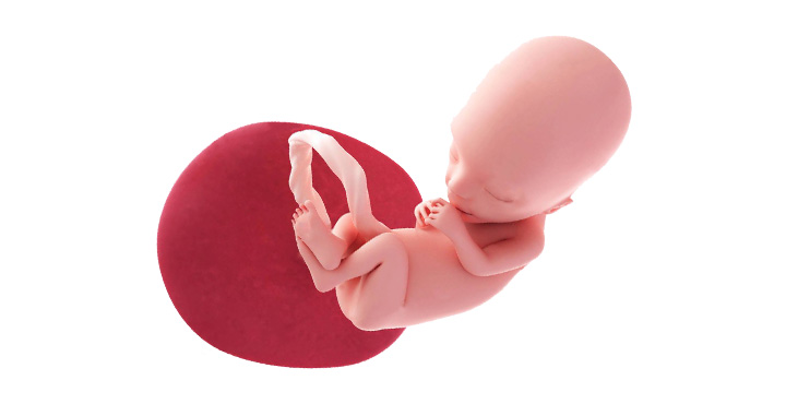 evolutie fetus in saptamana 13 de sarcina