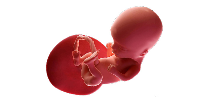 Evolutie fetus Saptamana 14 de sarcina
