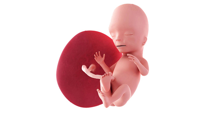 Evolutie fetus 15 calendar sarcina