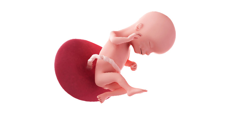 fatul fetus saptamana 16 de sarcina