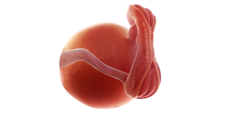 Fetus in saptamana 5 de sarcina