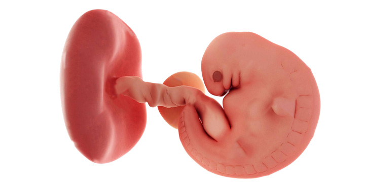 Fetus dezvoltat in saptamana 6 de sarcina