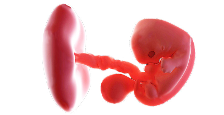 Fetus evolutie saptamana 7 de sarcina