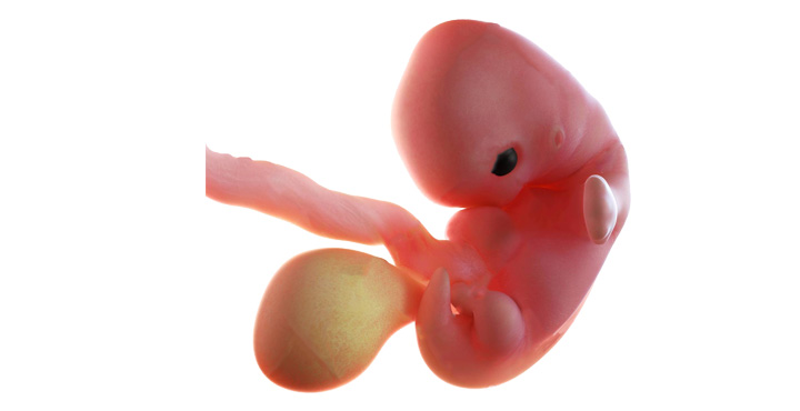 Dezvoltare fetus saptamana 8 de sarcina