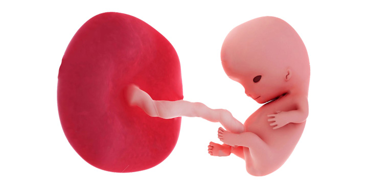 Dezvoltare fetus in Saptamana 9 de sarcina