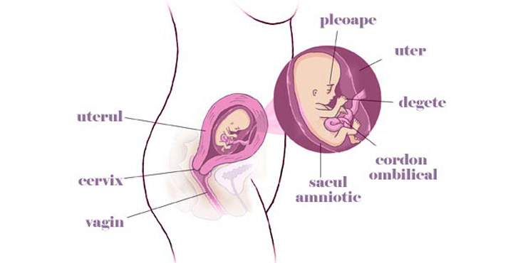 gravida la 12 saptamani de sarcina