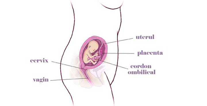 gravida in saptamana 16 de sarcina