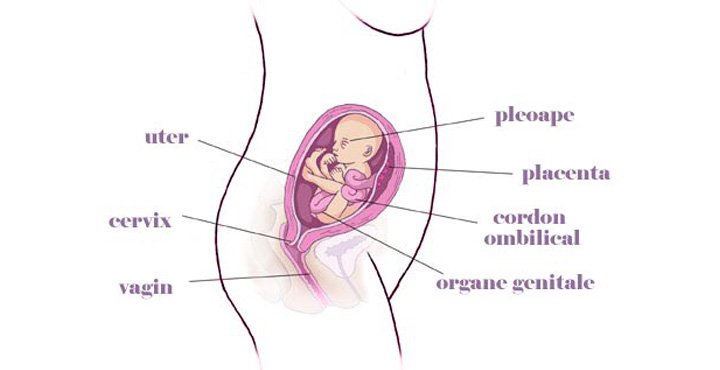 gravida in saptamana 21 de sarcina