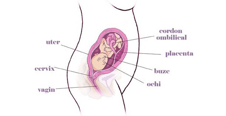 gravida Saptamana 22 de sarcina