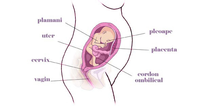 gravida Saptamana 24 de sarcina