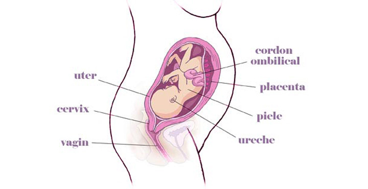 gravida Saptamana 27 de sarcina