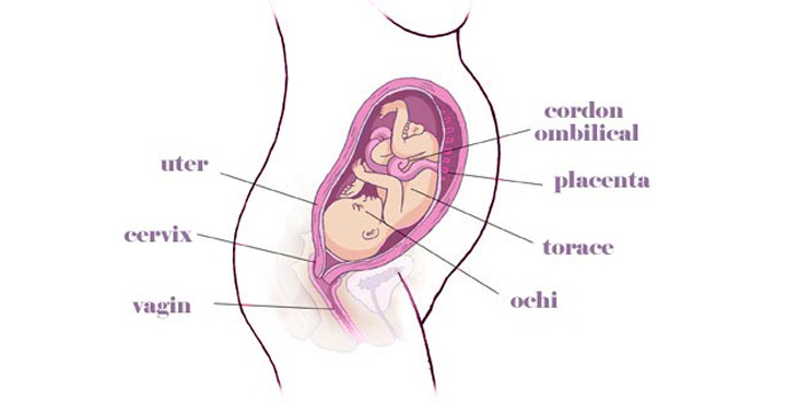 gravida Saptamana 28 de sarcina