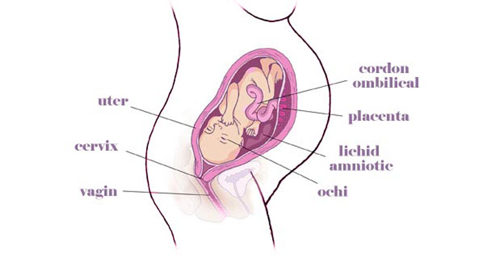 gravida Saptamana 30 de sarcina