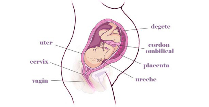 Dezvoltarea copilului: trimestrul 3 de sarcina | gsmanto.ro