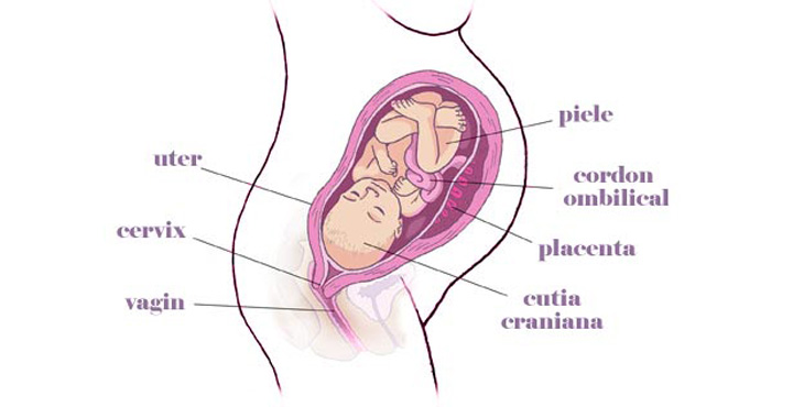 gravida Saptamana 33 de sarcina