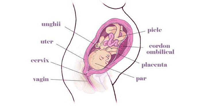gravida Saptamana 35 sarcina