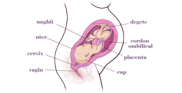 gravida Saptamana 36 sarcina