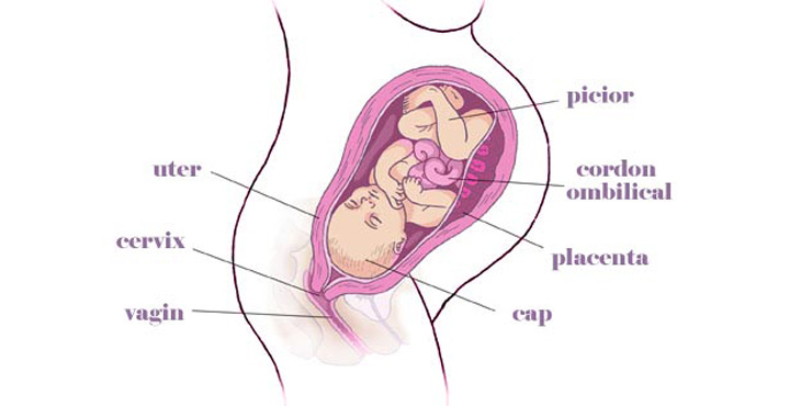 gravida Saptamana 37 sarcina