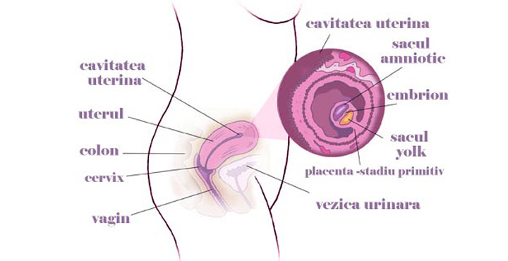 Uterul gravidei in saptamana 4 de sarcina