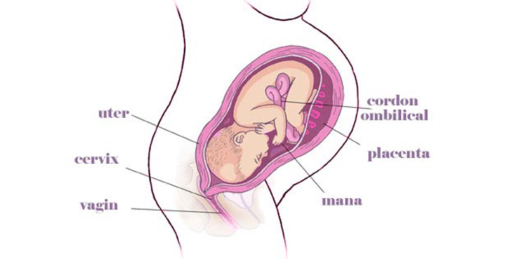 gravida Saptamana 40 de sarcina
