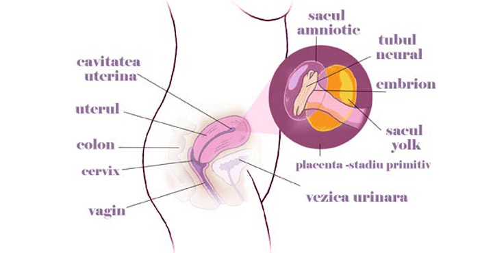 Uter gravida saptamana 5 de sarcina