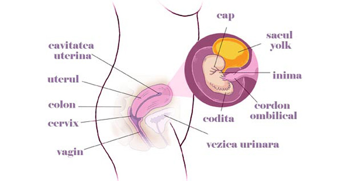 Gravida in saptamana 6 de sarcina