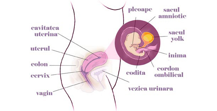 Gravida in saptamana 7 de sarcina