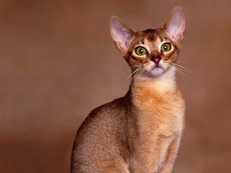 Rasa de pisici Abyssinian