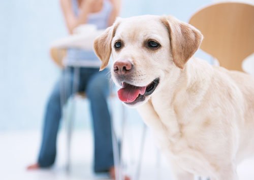 Rasa de caini - Labrador Retriever