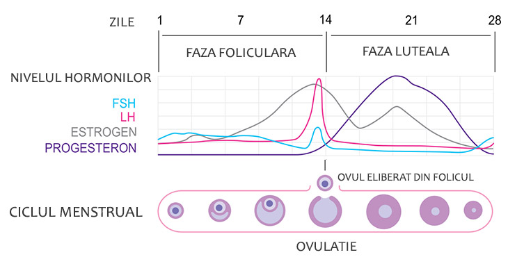 calendar menstrual faze