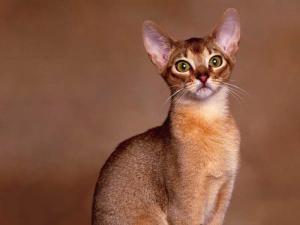 Rasa de pisici Abyssinian