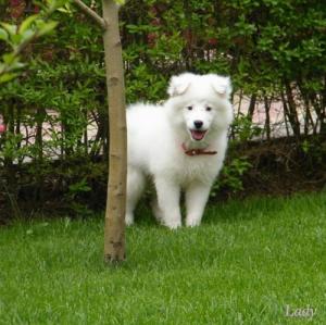 Samoyed - un caine care percepe emotiile