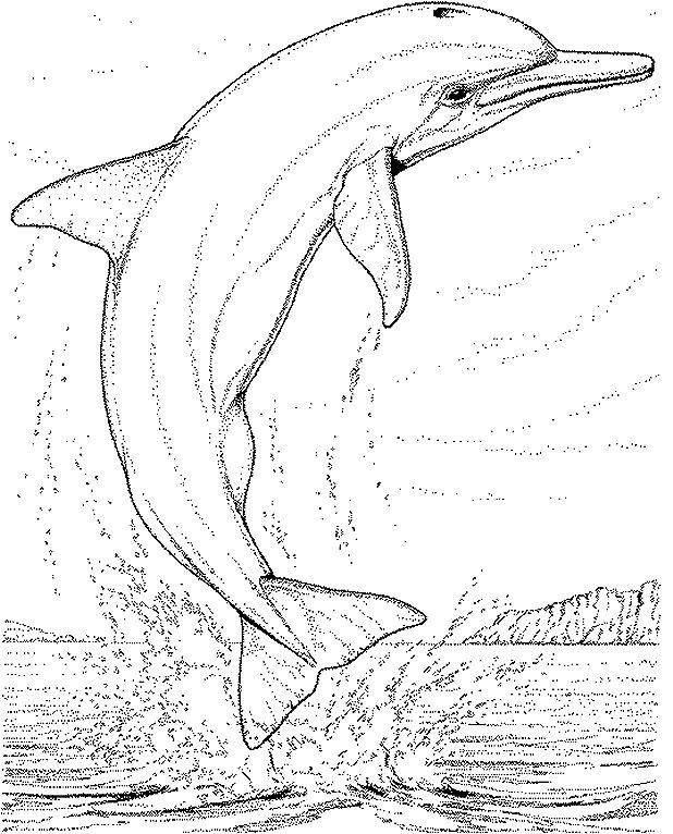 Delfin sarind din apa