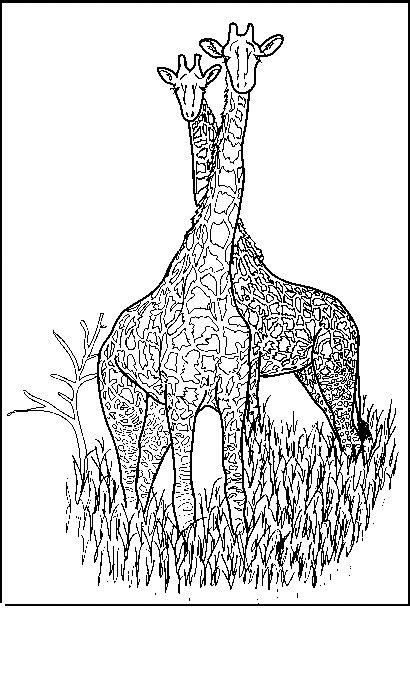 Planse de colorat cu O pereche de girafe