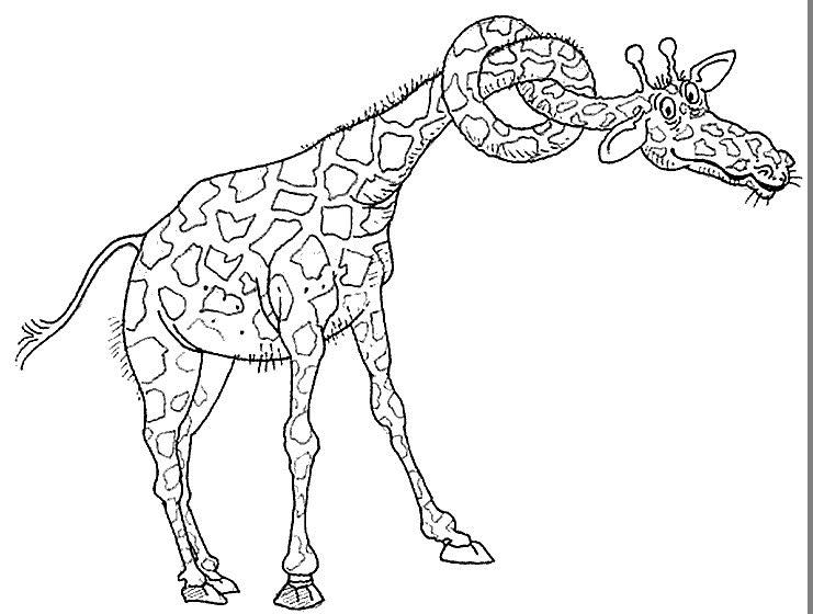 girafa plansa de colorat imagini fise girafe Desene