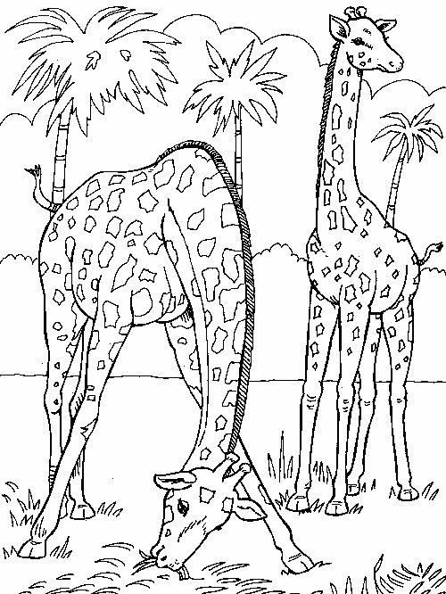 Familie de girafe
