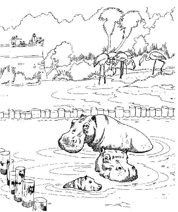 Planse de colorat cu Hipopotami la zoo