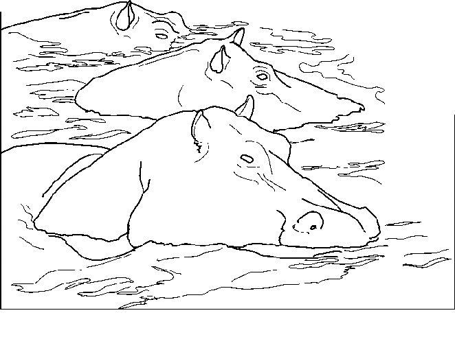 Planse de colorat cu Hipopotami in apa