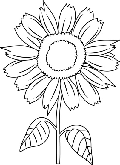 Planse de colorat cu Crizantema uriasa - Planse de colorat