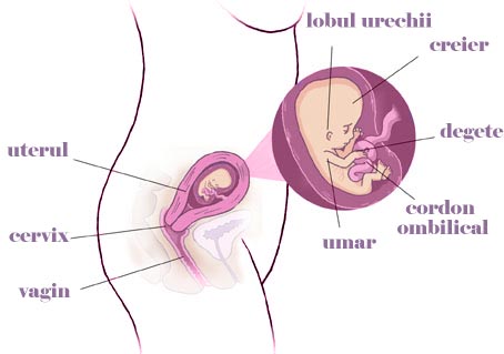 Cistita in primul trimestru de sarcina