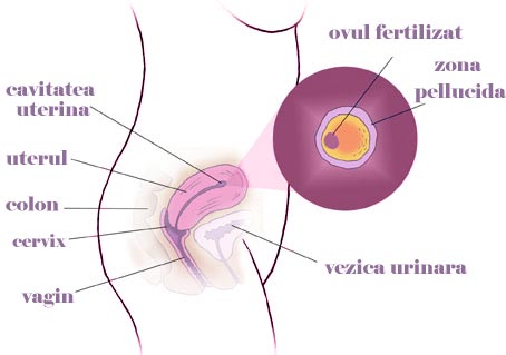 Saptamana 2 de sarcina