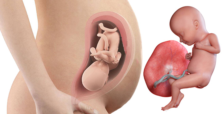 Placenta: cum functioneaza si ce este anormal | bugetmedical.ro